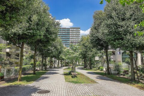 街路樹